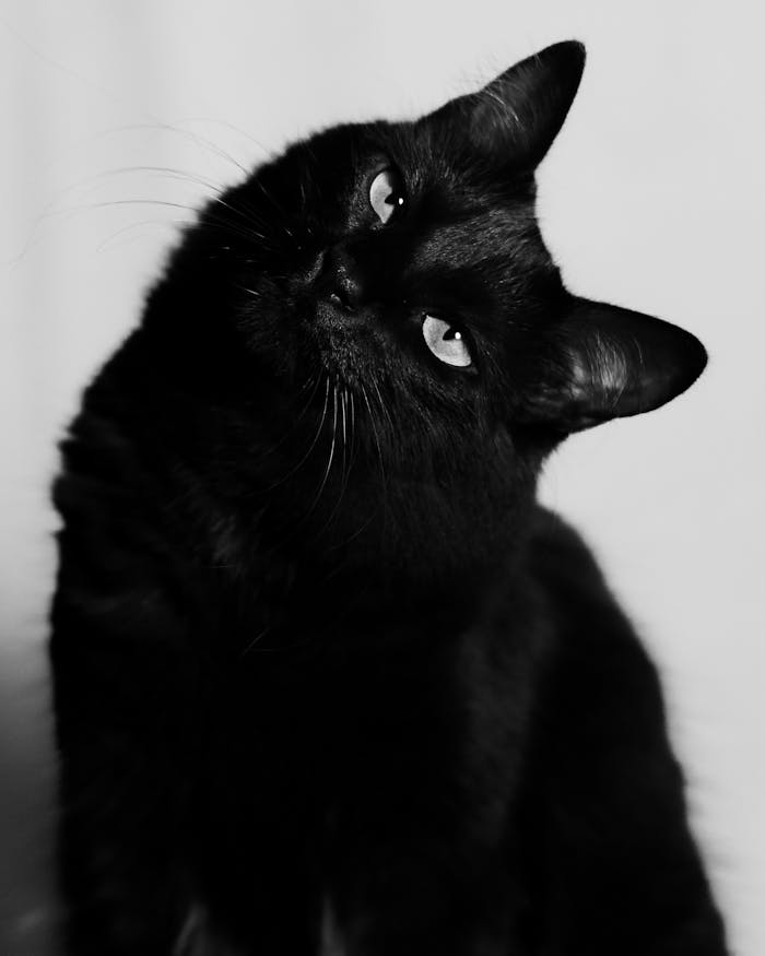 Captivating black and white portrait of a black cat with striking eyes, perfect for pet lovers and decor.