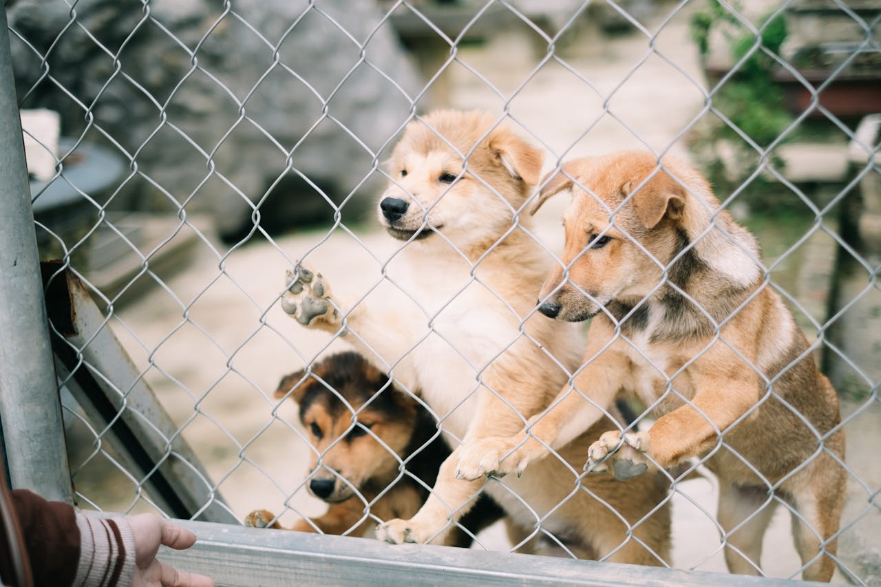 Three cute puppies eagerly behind a chain-link fence, seeking attention and love.