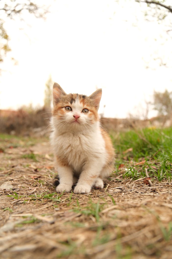 Free stock photo of domestic kitten