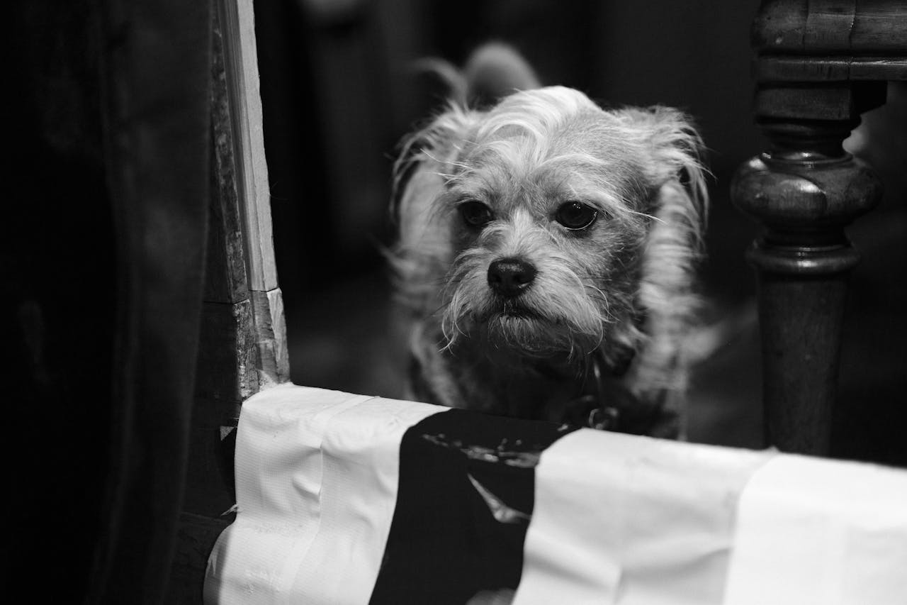 Free stock photo of adorable dog, adorable pet, alert dog