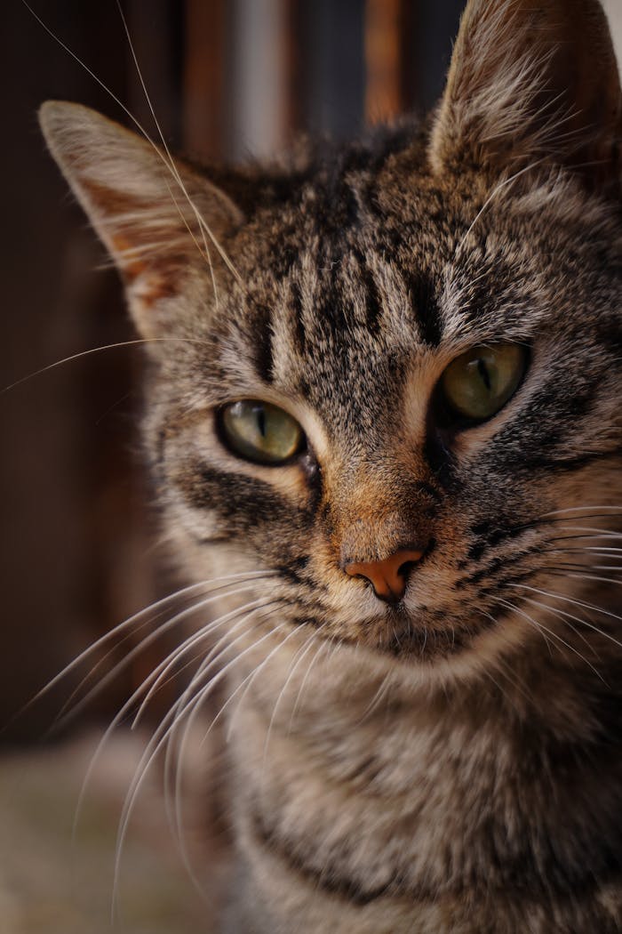 Intimate close-up of a tabby cat with striking green eyes, showcasing its charming details.
