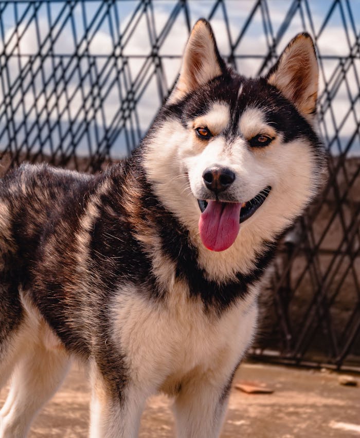 Siberian Husky with a playful expression standing outdoors on a sunny day.
