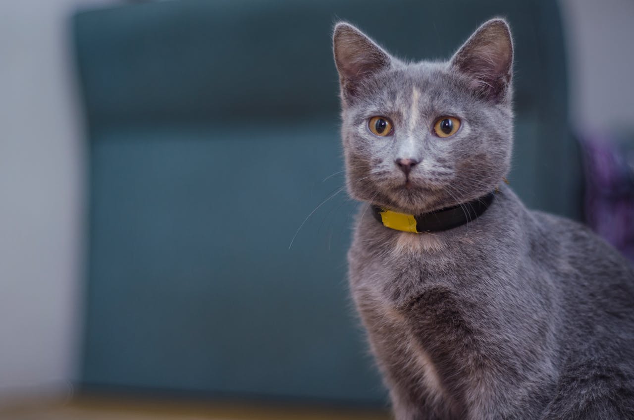 The Art of Drawing Readers In: Your attractive post title goes here Close-up of a cute gray cat with striking yellow eyes seated indoors, wearing a collar.
