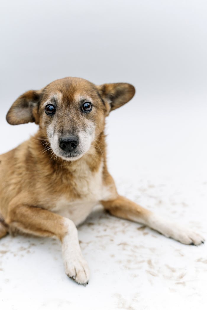 Adorable dog laying down on a white background, displaying its gentle eyes and unique fur.